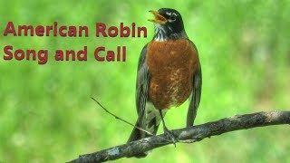 American Robin Song and Call [upl. by Maice]