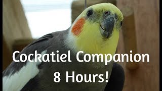 Cockatiel Companion 8 HOURS OF COCKATIEL SOUNDS Mega Compilation [upl. by Adnawahs461]