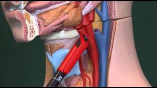 Hypoxia 14 Physiological response to hypoxia [upl. by Dane68]