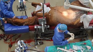 GRAPHIC Horse Emergency Colic Surgery Jejunostomy [upl. by Henderson]