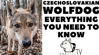 CZECHOSLOVAKIAN WOLFDOG  Everything you need to know DogCastTV [upl. by Keeryt60]