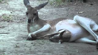 Kangaroo joey in the pouch at Saint Louis Zoo [upl. by Acsot]