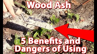 Using Wood Ash In Your Garden  Benefits And Dangers [upl. by Rusty38]