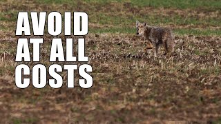 Beginner Coyote Hunting Mistakes  Part One [upl. by Assenal]