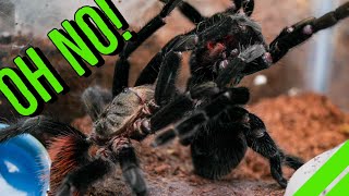 INTENSE Tarantula Breeding GONE WRONG [upl. by Harsho]