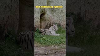 Nehru zoological Park in Hyderabad safari [upl. by Fini]