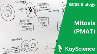 Cell Cycle amp Mitosis  GCSE Biology  kaysciencecom [upl. by Nevad229]