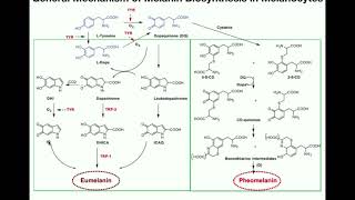 Complete Melanin Biosynthesis Pathway  Eumelanin amp Pheomelanin [upl. by Eiromem]