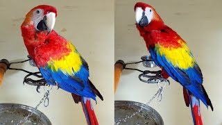 Bolivian Scarlet Macaw in Mumbai [upl. by Nylehtak]