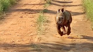 The Most Excited Baby Rhino Ever [upl. by Allenrad]