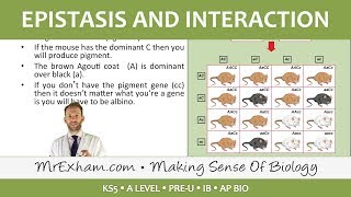 Inheritance Pt4  Epistasis and interaction  Post 16 Biology A Level PreU IB AP Bio [upl. by Kwapong]