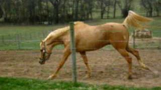 Palomino Thoroughbred Horse [upl. by Annoirb]