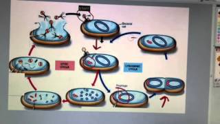 Lytic and lysogenic cycles [upl. by Cohn]