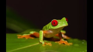 LEJANO ORIENTE  Documental Naturaleza HD 1080p  Grandes Documentales [upl. by Aivat]