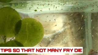 How To Breed Betta Fish Part 3 The Eggs Hatch Until The Fry Are 4 Days Old And Transfer To The Pond [upl. by Earahc530]