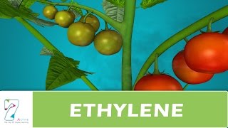 ETHYLENE [upl. by Alleinad]