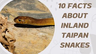 10 Facts About Inland Taipan Snakes [upl. by Ahterahs825]