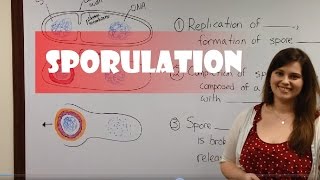 Endospore Formation Sporulation [upl. by Yenttihw]