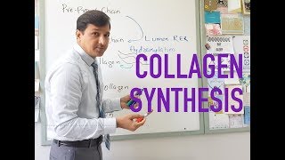 Collagen Synthesis [upl. by Yorgos34]