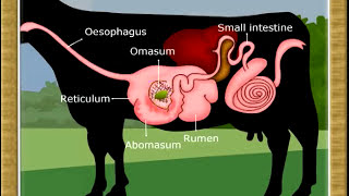 Life ProcessDigestion in Ruminants07 [upl. by Deutsch999]