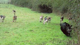 Chasse aux sangliers dans la traque  BreizhHunt [upl. by Aihsoj442]