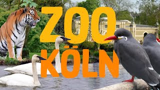 Zoo Köln  Zoo Eindruck [upl. by Anihcak935]