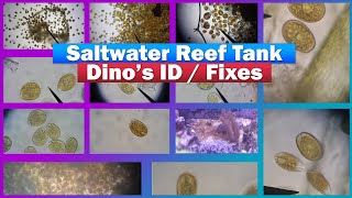 Reef Tank Dino  Dinoflagellates ID  Treatment [upl. by Kcitrap857]