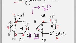 How to Form a Glycosidic Bond between Two Sugars [upl. by Asiralc867]