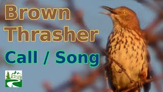 Brown thrasher bird call  song  sounds [upl. by Ayotnom655]