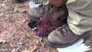 How to Field Dress a Pheasant in 10 Seconds Hunting Skills [upl. by Avelin]