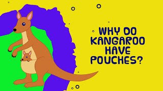 Why do kangaroos have pouches  Interesting Facts About Animals for Kids [upl. by Iey]