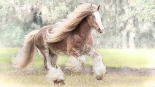 Gypsy Vanner Horse stallion quotBulletquot [upl. by Brynna]