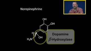 Biosynthesis of Catecholamines [upl. by Bozovich718]