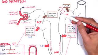 Nephrology  Physiology Reabsorption and Secretion [upl. by Maighdiln]