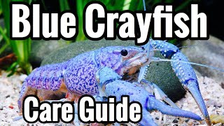 Electric Blue Crayfish Care  Aquarium Guide [upl. by Rashidi]