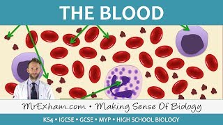 Blood  GCSE Biology 91 [upl. by Ayotel]