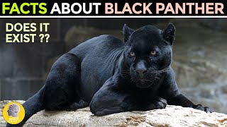 FACTS ABOUT THE BLACK PANTHER [upl. by Lenahs]