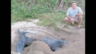 Leatherback Turtles Dive For Jellyfish [upl. by Obed]