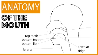 Anatomy of the Mouth [upl. by Ancelin]