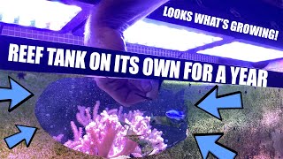 Reef tanks corals and fish on their own for a year No reef maintenance no water changes [upl. by Kamat692]