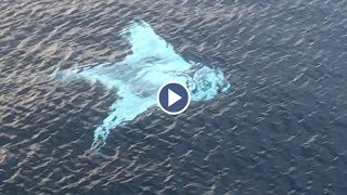 Drone Captures Huge White Manta Ray [upl. by Yamauchi]