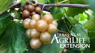 Growing Muscadine Grapes in Texas [upl. by Azelea]