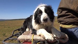 Working Dogs  Farm To Fork Wyoming [upl. by Nairam]