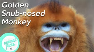 Golden SnubNosed Monkey • All You Need To Know [upl. by Ahsatin]