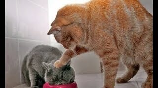 10 Menit Video Tingkah Lucu Kucing Bikin Ketawa Ngakak [upl. by Jody69]