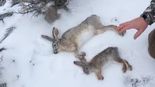 Basic Difference Between a Cottontail and a Jackrabbit [upl. by Susejedesoj936]