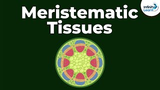 What are Meristematic Tissues  Infinity Learn [upl. by Eecyaj]