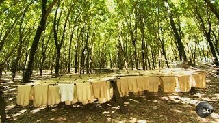 Natural Rubber  How Its Made [upl. by Amilas]