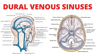 Dural Venous Sinuses [upl. by Nimesh246]