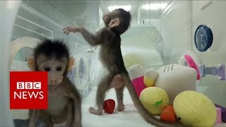 First monkeys cloned in Chinese lab  BBC News [upl. by Bigod748]